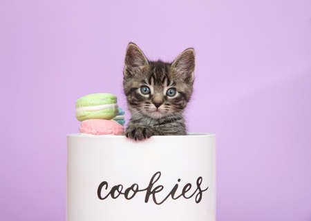 Close up of one adorable tabby kitten peeking out of a porcelain cookie jar, placing paw on edge of jar, looking at viewer. Purple backgroundの写真素材