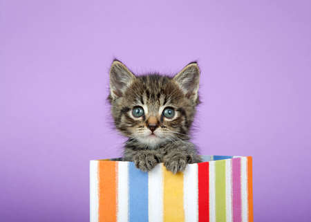 Close up portrait of one adorable tabby kitten peeking out of a colorful striped present box. Light Lavender Purple background.の写真素材