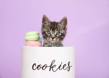 Close up of one adorable tabby kitten peeking out of a porcelain cookie jar, looking at viewer. Purple backgroundの写真素材