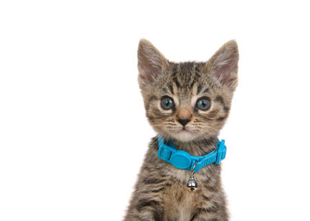 Portrait of an adorable grey, black and brown tabby kitten wearing a teal turquoise collar with bell looking at viewer. Isolated on white.の写真素材
