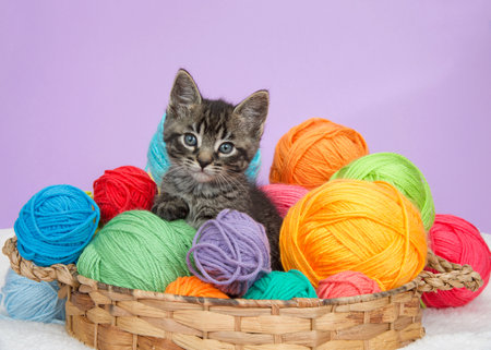 Close up of one adorable tabby kitten peeking out of a basket full of colorful yarn balls, purple backgroundの写真素材