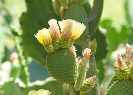 Profile view of Prickly Pear cacti fruit with bright yellow flower blooming.の写真素材