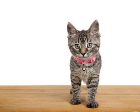 Adorable grey, black and brown tabby kitten wearing a pink collar with bell standing on a dark wood floor looking at viewer. Isolated on white.の写真素材