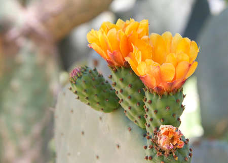 Profile view of  Prickly Pear cacti fruit with vibrant orange flowers blooming. Green prickly pear fruit under the flowers.の写真素材