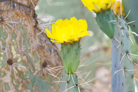 Profile view of Prickly Pear cacti fruit with bright yellow flower blooming., old cacti in background.の写真素材