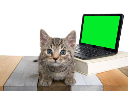 Adorable tabby kitten laying on a multicolored wood floor looking at viewer with perplexed expression. Miniature computer with green screen for your image.の写真素材