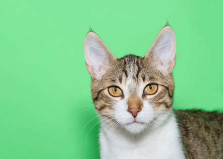 Portrait of a white, tan and grey tabby kitten looking directly at viewer. Green background with copy space.の写真素材