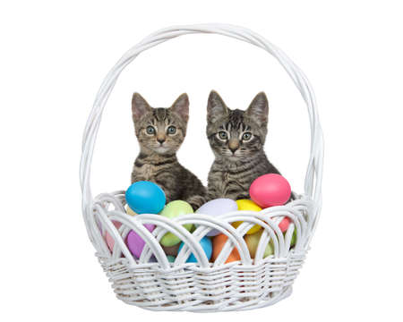Adorable tabby kittens sitting in a white wicker easter basket filled with easter eggs. Kittens looking directly at viewer. Isolated on white.の写真素材