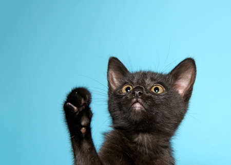 Close up of a black tabby kitten looking up with one paw reaching up. Turquoise blue background with copy space.の写真素材