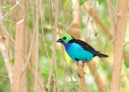 One vibrant Paradise Tanager, a brilliantly multicolored, medium-sized songbird perched on barren tree branches. Profile viewの写真素材