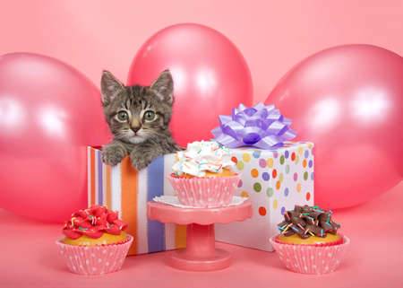 Cute gray striped tabby kitten peaking out of a striped birthday present surrounded by bright pink balloons, pedestal with cup cakes in various flavors on a pink background.の写真素材