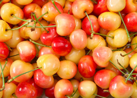 top view flat lay close up of fresh organic Rainier Cherries with stems. Water drops on fruit.の写真素材