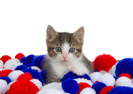 Adorable white and grey polydactyl tabby kitten laying in red, white and blue yarn balls, isolated on white.の写真素材
