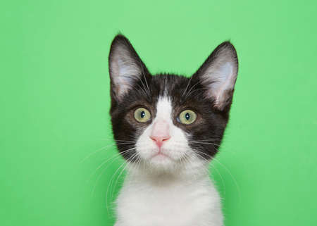 Portrait of a tuxedo kitten looking at viewer with wide eyes, surprised expression. Green background with copy space.の写真素材
