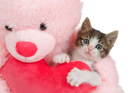 Close up of an adorable grey and white polydactyl kitten hugging a stuffed heart held by a pink teddy bear looking directly at viewer. Isolated on white.の写真素材