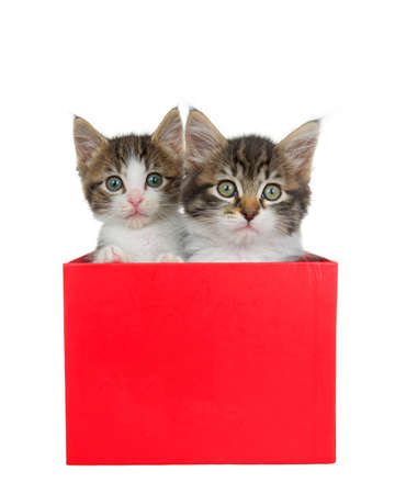 Adorable grey and white tabby kittens peeking out of a red holiday present box isolated on white.の写真素材
