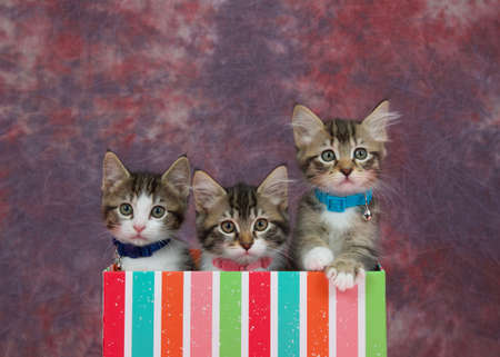 Close up portrait of three adorable tabby kittens peeking out of a colorfully striped present box, tie dye textured background. Looking attentively at viewer.の写真素材