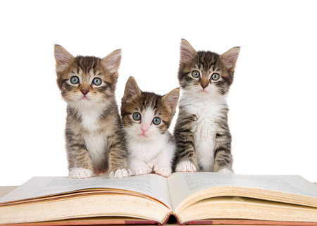 Three fluffy black, tan and white kittens sitting at a book looking at viewer. Isolated on a white background.の写真素材