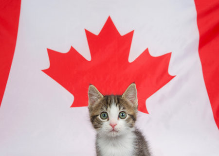 Close up portrait of an adorable grey and white kitten in front ofRed  Maple leaf on Canadian flag, looking directly at viewer.の写真素材