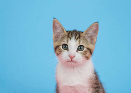 Portrait of a brown and white tabby kitten looking directly at viewer with attentive expression. blue background with copy space.の写真素材