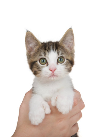 Close up of a curious brown and white polydactyl kitten held by female caucasian hand. Polydactyl is a  genetic mutation in a dominant gene usually results in 4-7 toes per paw, usually the front paws.の写真素材