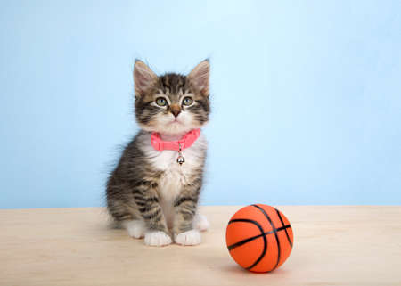 Adorable grey and white polydactyl kitten wearing a pink collar sitting on a wood floor next to tiny sized basketball, on blue background. Animal antics fun sports theme.の写真素材