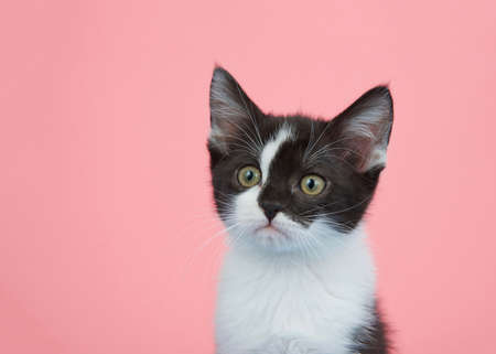 Portrait of a black and white tabby kitten looking slightly to viewers left with attentive expression. Pink background with copy space.の写真素材