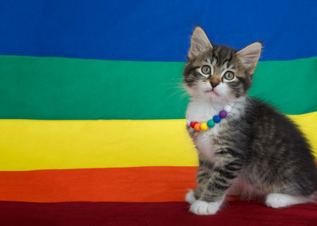 Small grey and white kitten wearing a rainbow bead collar sitting sideways on edge a Gay Pride flag with flag extending into the background.の写真素材