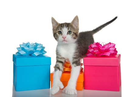 Adorable grey and white polydactyl tabby kitten stepping over colorful birthday present boxes with matching colored bows, looking at viewer.の写真素材