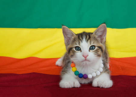 Small grey and white kitten wearing a rainbow bead collar laying on a Gay Pride flag with flag extending into the background.の写真素材