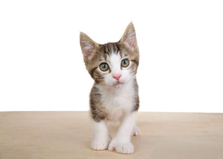 Close up of a curious brown and white polydactyl kitten standing on a light wood floor. Caused by  genetic mutation in a dominant gene and usually results in 4-7 toes per paw, usually the front paws.の写真素材