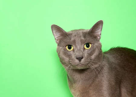 Portrait of a grey tabby cat with yellow eyes looking directly at viewer with attentive expression. Pupils dilated wide. Green background with copy space.の写真素材