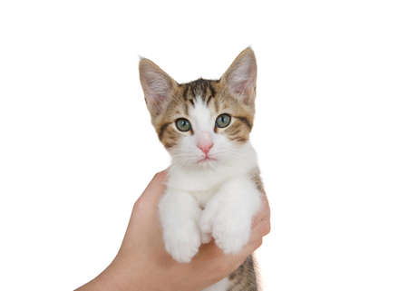 Close up of a curious brown and white polydactyl kitten held by female caucasian hand. Polydactyl is a  genetic mutation in a dominant gene usually results in 4-7 toes per paw, usually the front paws.の写真素材