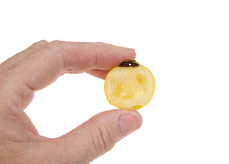Close up of a female caucasian hand holding one sliced ripe lemon guava fruit, isolated on white. halfの写真素材