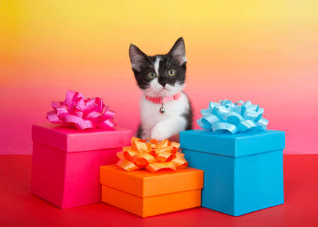 Close up portrait of an adorable tuxedo tabby kitten peeking over a trio of colorful present boxes with matching bows. Looking attentively at viewer. Vibrant red, pink and yellow background.の写真素材