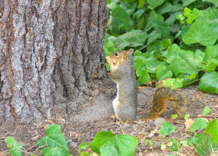 One squirrel holding a whole peanuts next to an Oak tree surrounded by ivy vines. trying to stuff peanut in its mouth.の写真素材