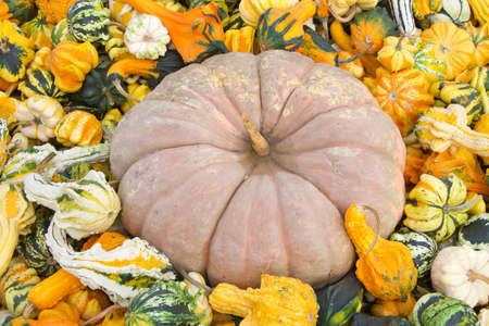 Top view flat lay of many shapes and sizes autumn gourds in various color combinations surrounding a pumpkin. Popular holiday decoration.の写真素材