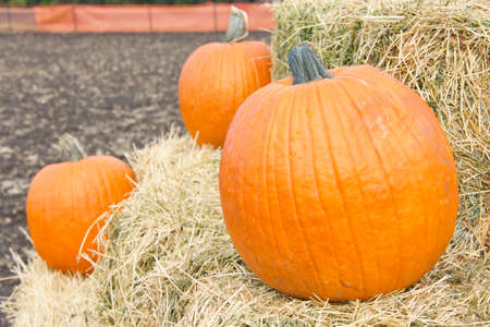 Three ripe organic pumpkins stacked on bales of hay. Autumn harvest.の写真素材