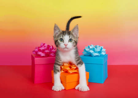 Close up portrait of an adorable polydactyl tabby kitten peeking over a trio of colorful present boxes with matching bows. Looking attentively at viewer. Vibrant red, pink and yellow background.の写真素材