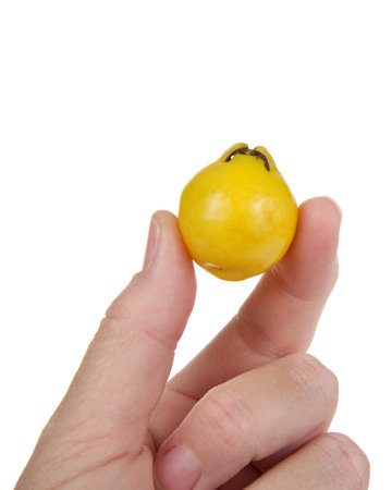Close up of a female caucasian hand holding one whole ripe lemon guava fruit, isolated on white.の写真素材