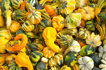 Top view flat lay of many shapes and sizes autumn gourds in various color combinations. Popular...