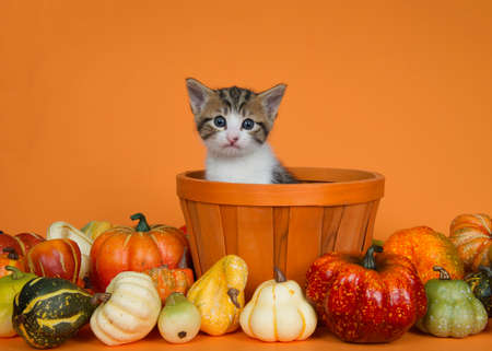 Tri color white, gray and orange kitten sitting in an orange wicker basket surrounded by autumn squash, pumpkins and gourds on an orange background.の写真素材
