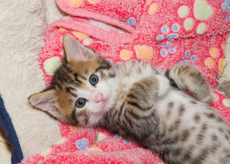 Top view looking down on tiny kitten laying on pink blanket with paw print pattern, looking up at viewer with paws tucked in on tummy.の写真素材