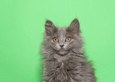 Portrait of a gray long haired kitten looking directly at viewer with expectant expression. Green background.の写真素材