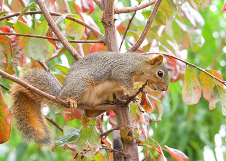 Squirrel perched on branches in a plum tree. The fox squirrel, Sciurus niger, also known as the...