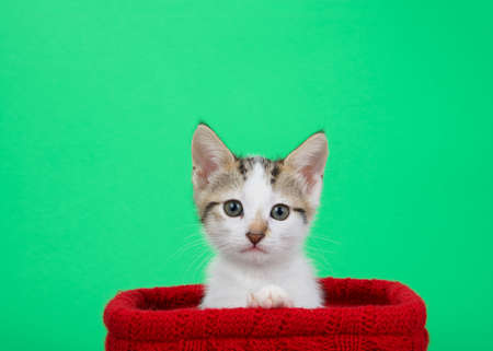 Portrait of an adorable white and grey tabby mix kitten peeking out of a red knit basket on a green background. Kitty looking directly at viewer with curious expression. Paw on basket.の写真素材