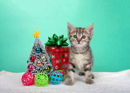 Adorable Grey and tan striped tabby kitten standing on sheepskin blanket with tiny Christmas tree surrounded by toy kitty toy balls and decorative presents with bows. Looking directly at viewerの写真素材