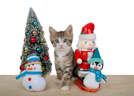 Adorable Grey and white striped tabby kitten sitting on a light wood floor next to a tiny Christmas tree tiny stuffed snowman and penguin. Looking directly at viewerの写真素材