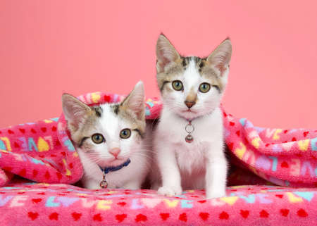 Two adorable white and tan tabby kittens wearing collars with bells peeking out from under a pink blanket with LOVE written on it, looking directly at viewer. Pink background.の写真素材