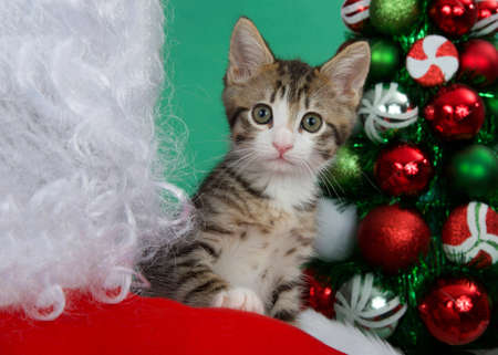 Close up of one adorable grey and white kitten peaking over Santa's shoulder with Christmas tree and green background.の写真素材